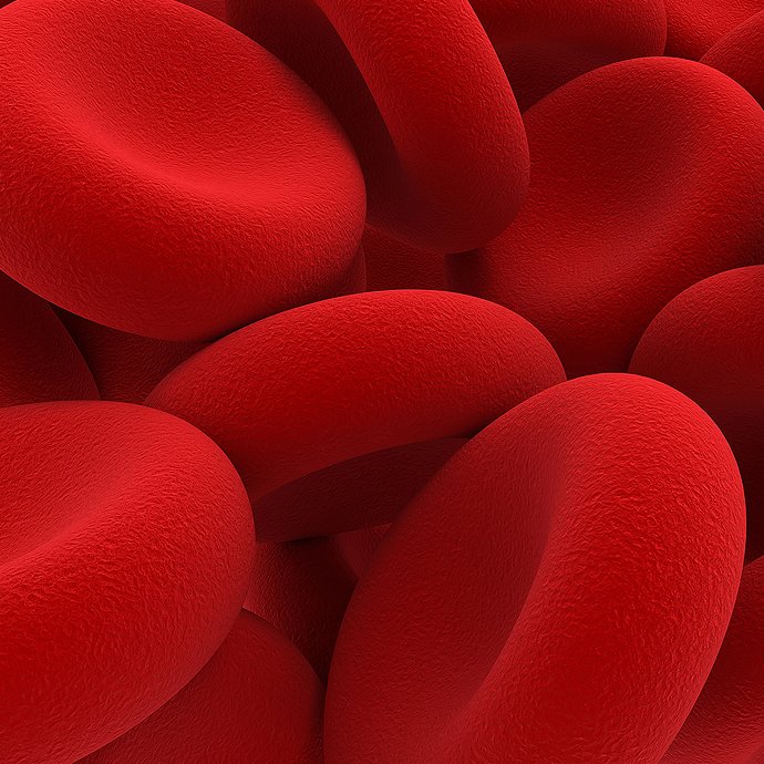 Therapeutic Phlebotomy